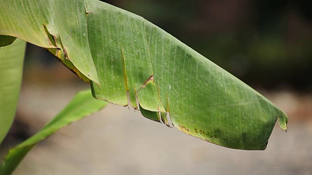 芭蕉叶视频素材