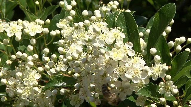 蜜蜂在花朵视频素材