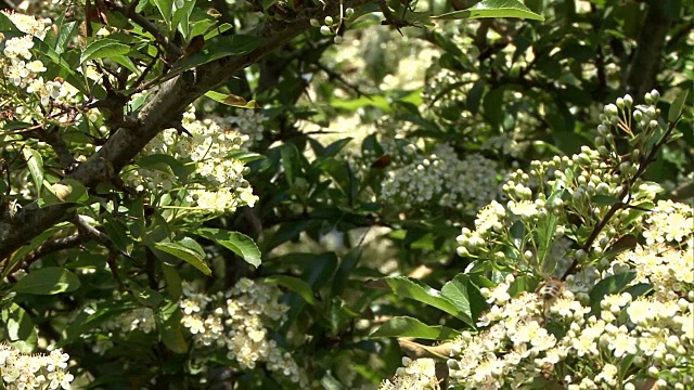 蜜蜂在布什视频素材