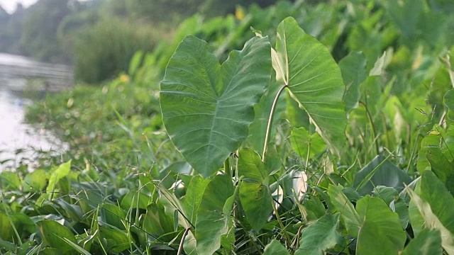 象耳植物的绿叶视频下载