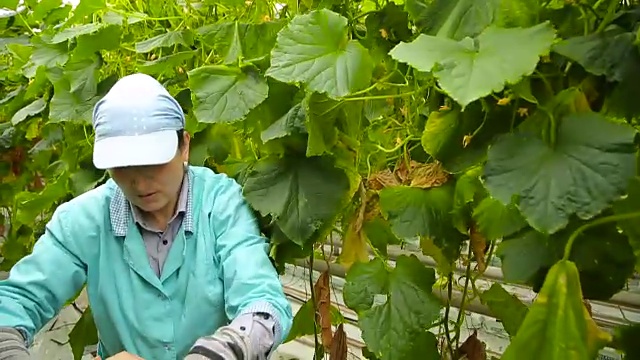 在花园里干活的女人视频素材