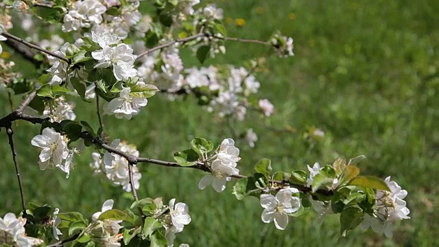 苹果树开花。苹果树上美丽的花，春天的花-库存素材视频素材