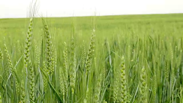 夏日的风吹动着绿油油的麦田视频素材