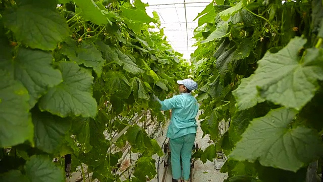 女人在温室里摘黄瓜，后视镜视频素材