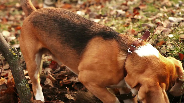 Beagle Digger Dog勤奋地想要挖出一些东西视频素材