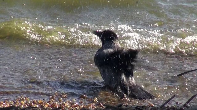 带帽的乌鸦(Corvus corone)海水浴视频素材