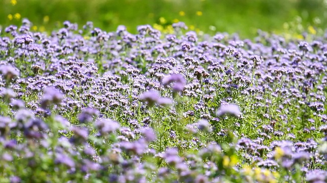 钟穗花开花视频素材