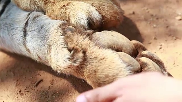 虎爪和爪子视频下载