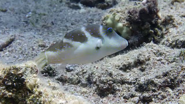 备上河豚鱼视频素材