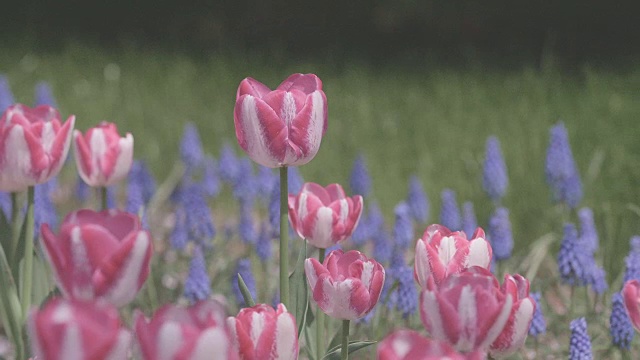 郁金香花，昭和纪念公园，日本东京视频素材