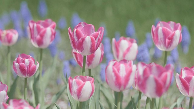 郁金香花，昭和纪念公园，日本东京视频素材