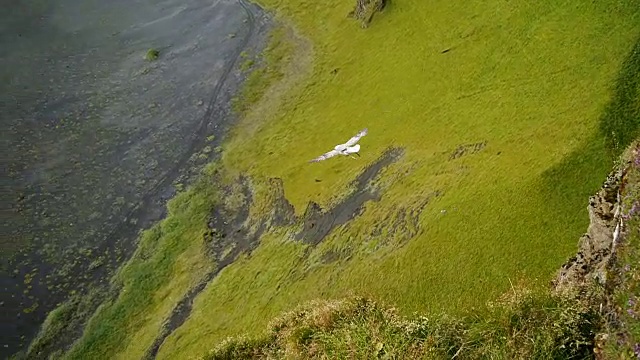 海鸥在冰岛南部海岸上空飞翔视频素材