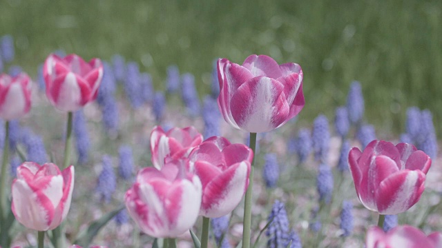 郁金香花，昭和纪念公园，日本东京视频下载