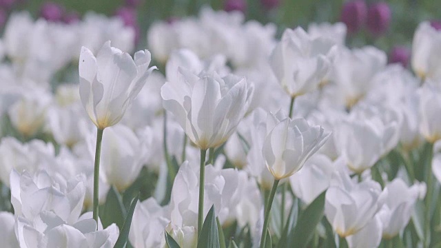 郁金香花，昭和纪念公园，日本东京视频素材