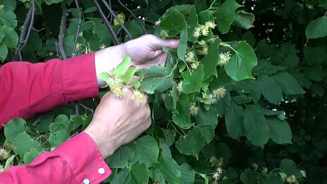 园丁采摘菩提树花视频素材