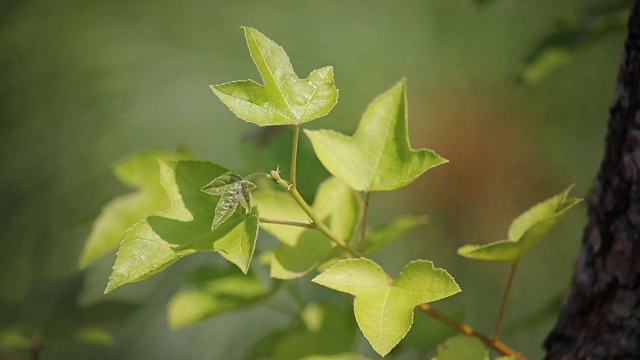 枫树视频素材