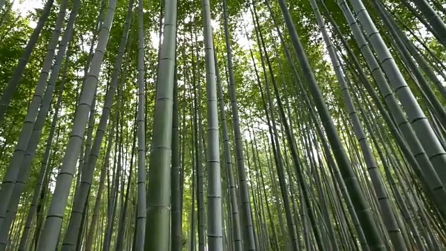 摇摄竹林，岚山，日本京都视频素材