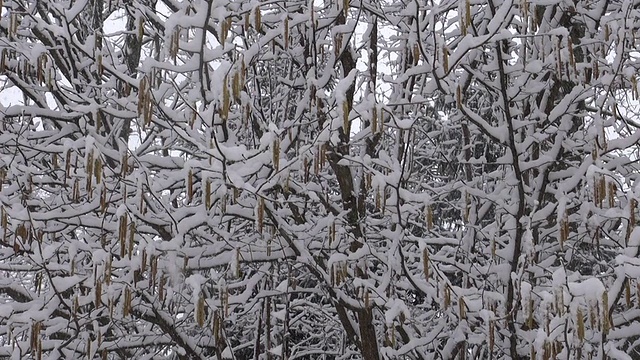 冬天森林里下雪视频素材