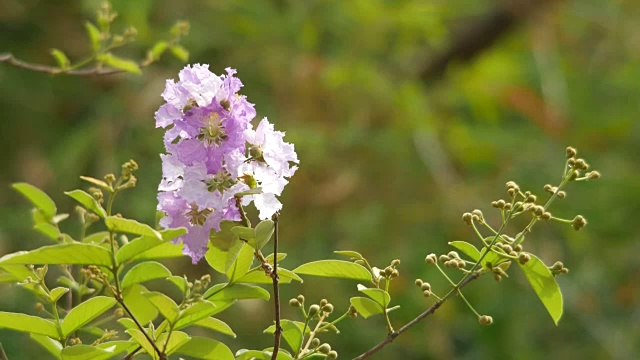 紫薇花随风摇曳视频素材