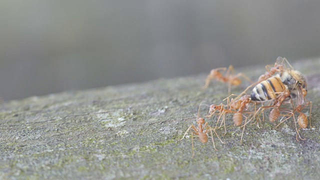 织叶蚁正在搬运死去的蜜蜂视频素材