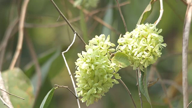 花与风视频素材