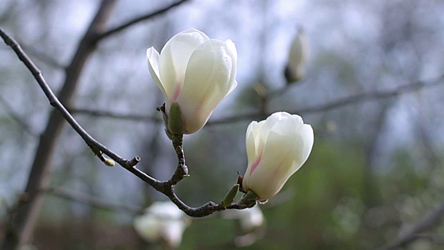 白玉兰花视频素材