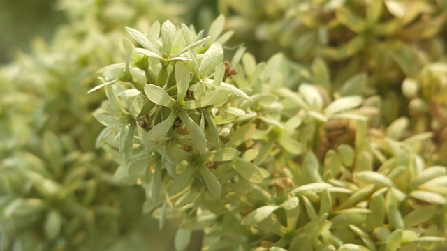 与风一起靠近Getonia florbunda花视频素材