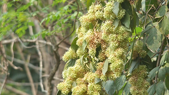 花桐花群与风视频素材