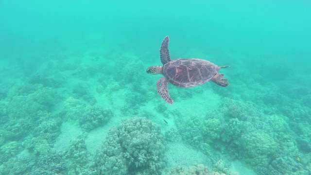 海龟在珊瑚上游泳视频下载