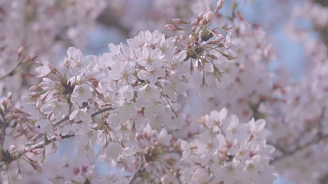 日本东京昭和纪念公园的樱花视频素材