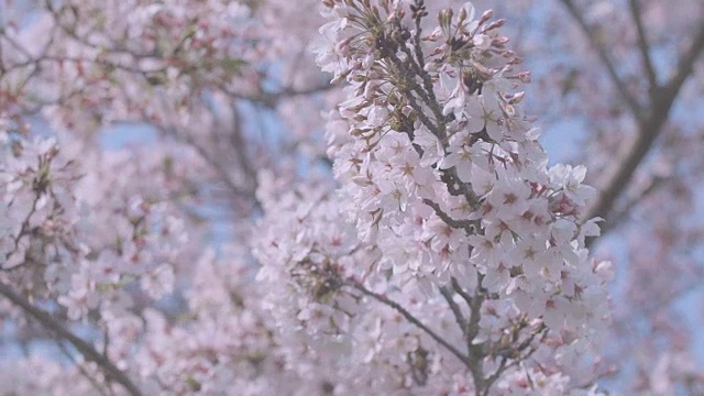 日本东京昭和纪念公园的樱花视频素材