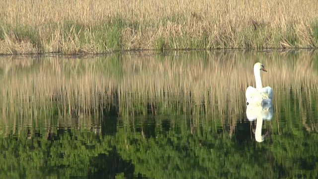 天鹅在湖里游泳视频素材