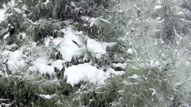 下雪天，雪花落松树上视频素材