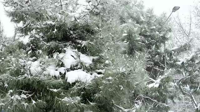 下雪天，雪花落松树上视频素材