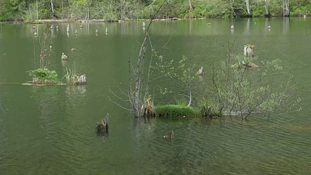 湖水中的植被视频素材