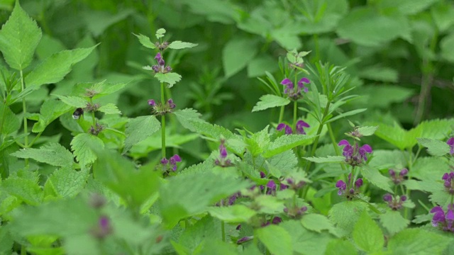 荨麻花上的蜜蜂视频素材