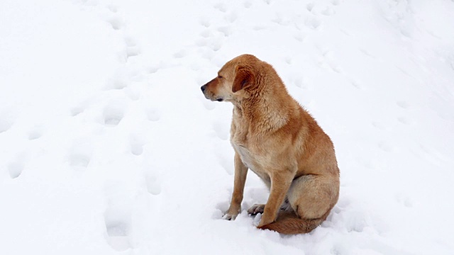 孤独的狗在冰天雪地里，过着雪视频素材