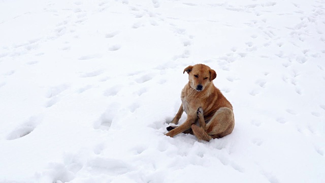 孤独的狗在冰天雪地里，过着雪视频素材