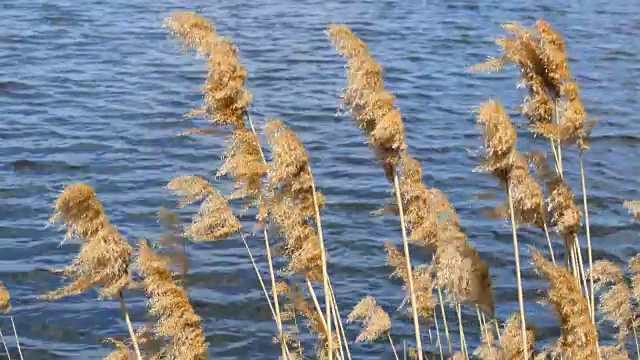 风吹芦苇。河上的黄草随着风吹在池塘里蓝色的水。近距离视频素材