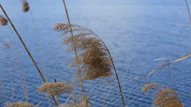 风吹芦苇。河上的黄草随着风吹在池塘里蓝色的水。近距离视频素材