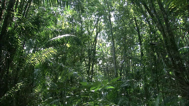 马来西亚的Kinabalu山视频素材