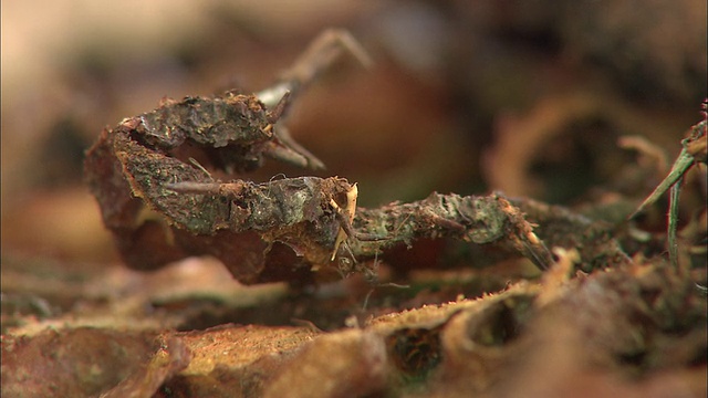 马来西亚的Myrmecophytes视频素材