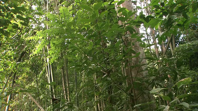 马来西亚登山队视频素材