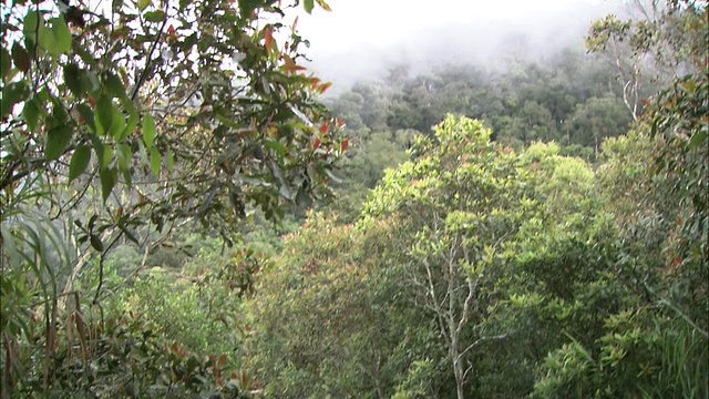 登山者在马来西亚视频素材