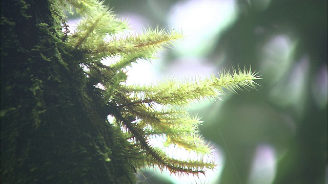 马来西亚的Kinabalu山视频素材