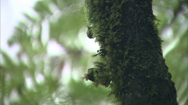 马来西亚的Kinabalu山视频素材