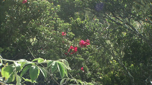 杜鹃花在马来西亚视频素材