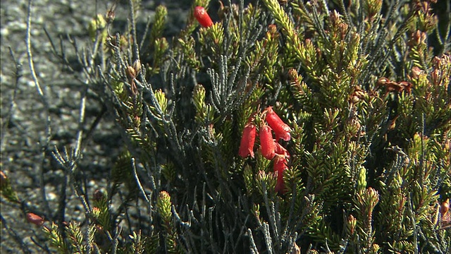 马来西亚基纳巴卢山的杜鹃花视频素材