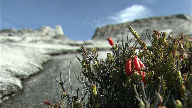 马来西亚基纳巴卢山的杜鹃花视频素材