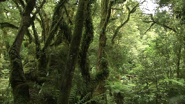 新西兰;南阿尔卑斯山;温带雨林视频素材